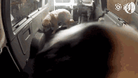 太幸福了！国外出现了狗狗幼儿园，还有校车接送-5.gif