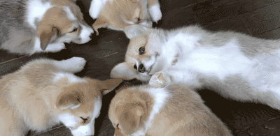 其它柯基宝宝都在排排睡，而最有心机的那只在抢镜头...-5.gif