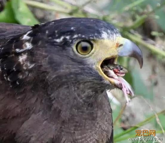 一只蛇雕本欲享用一条小蛇，没成想险些被缠绕窒息而亡-7.jpg