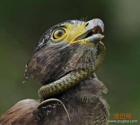 一只蛇雕本欲享用一条小蛇，没成想险些被缠绕窒息而亡-2.jpeg