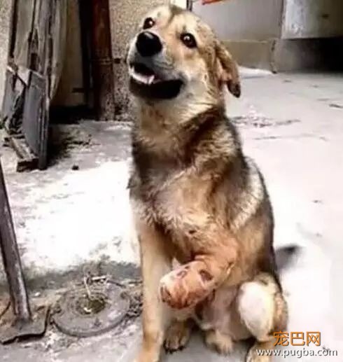 狗肉贩子怕狗狗逃跑，竟砍断了所有狗狗的腿……-1.jpeg