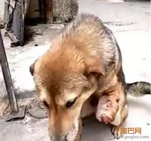 狗肉贩子怕狗狗逃跑，竟砍断了所有狗狗的腿……-4.jpeg