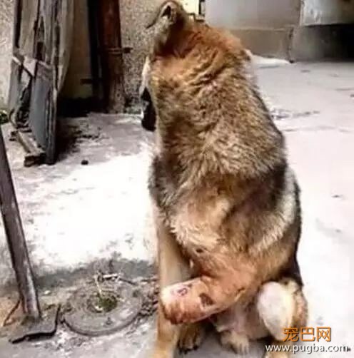狗肉贩子怕狗狗逃跑，竟砍断了所有狗狗的腿……-3.jpeg