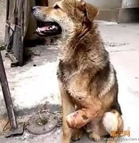 狗肉贩子怕狗狗逃跑，竟砍断了所有狗狗的腿……-2.jpeg