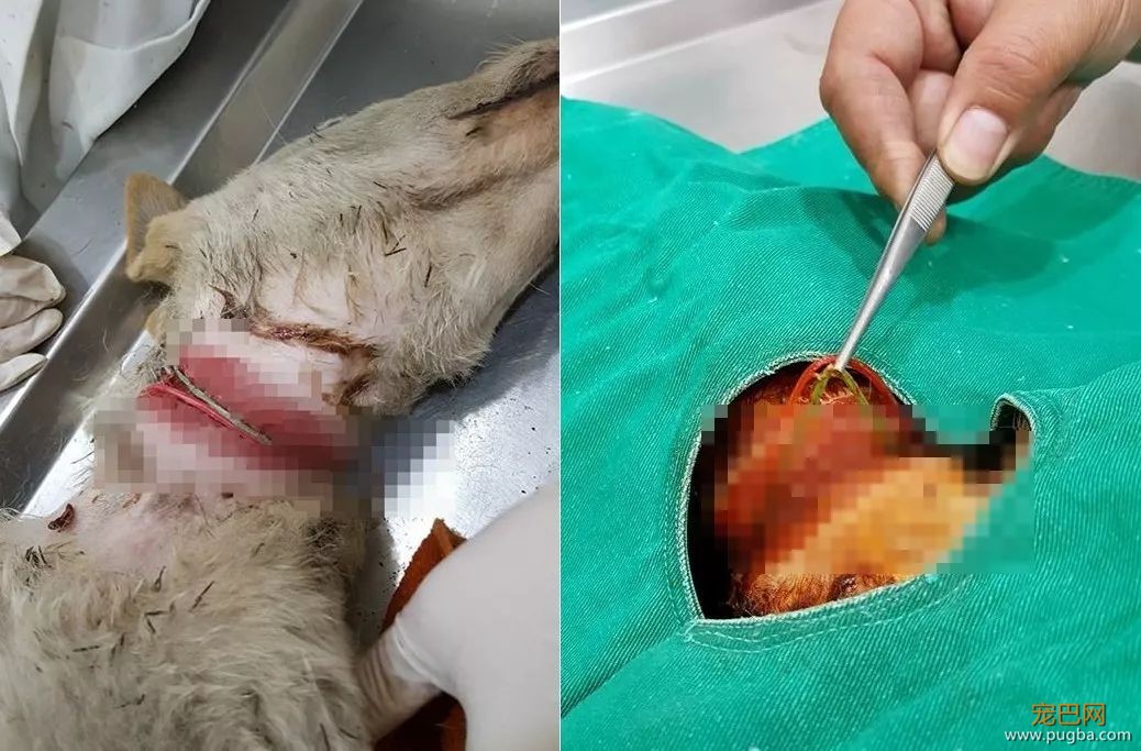 流浪狗妈身亡，无知幼犬却仍在抢着吃奶，而凶手是我们的这个小习惯...-5.jpeg