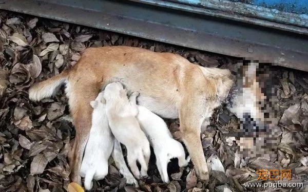 流浪狗妈身亡，无知幼犬却仍在抢着吃奶，而凶手是我们的这个小习惯...-1.jpeg