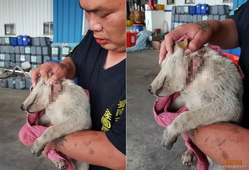 流浪狗妈身亡，无知幼犬却仍在抢着吃奶，而凶手是我们的这个小习惯...-4.jpeg