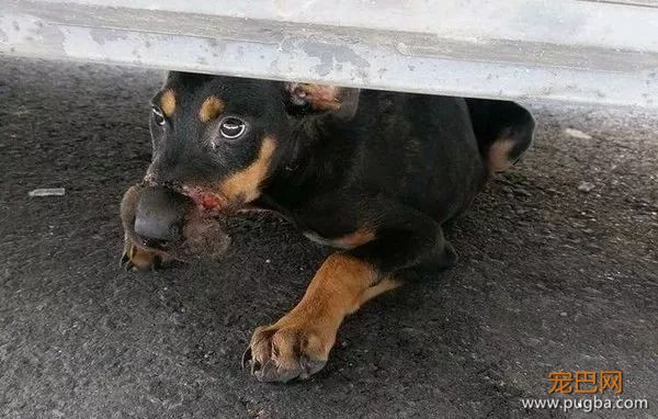 流浪狗妈身亡，无知幼犬却仍在抢着吃奶，而凶手是我们的这个小习惯...-6.jpeg