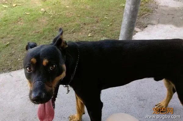 流浪狗妈身亡，无知幼犬却仍在抢着吃奶，而凶手是我们的这个小习惯...-7.jpeg