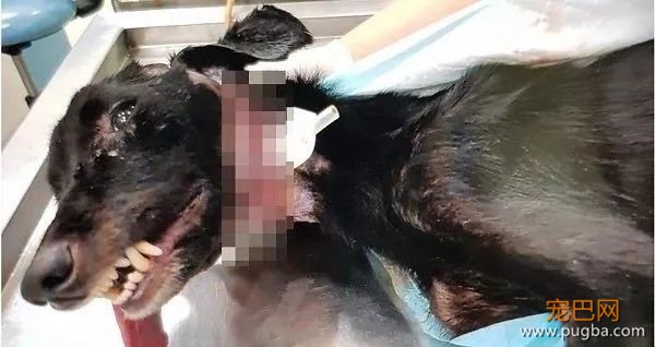流浪狗妈身亡，无知幼犬却仍在抢着吃奶，而凶手是我们的这个小习惯...-8.jpeg
