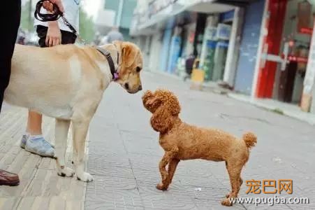 为什么在中国，导盲犬的数量比大熊猫还少？-2.jpeg