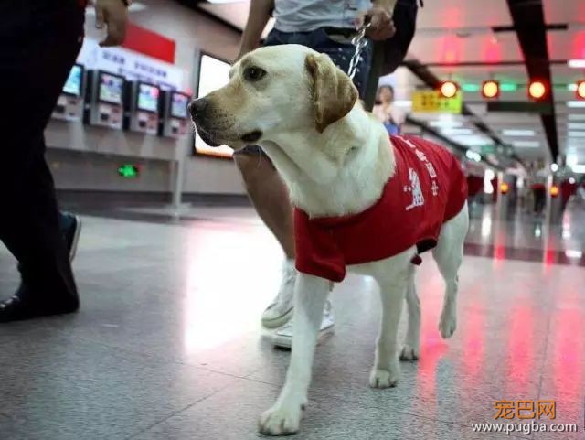 为什么在中国，导盲犬的数量比大熊猫还少？-1.jpeg