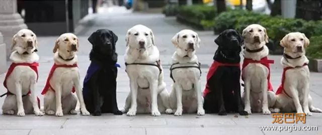 为什么在中国，导盲犬的数量比大熊猫还少？-3.jpeg