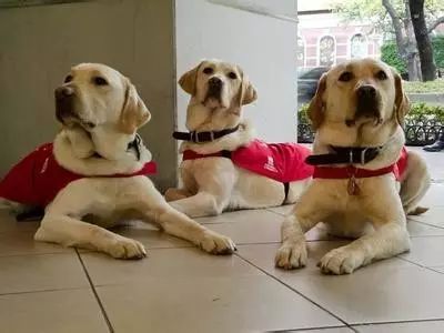 为什么在中国，导盲犬的数量比大熊猫还少？-9.jpeg