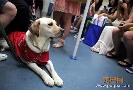 为什么在中国，导盲犬的数量比大熊猫还少？-10.jpeg