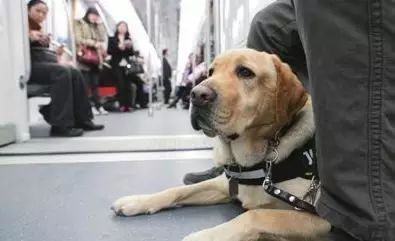 为什么在中国，导盲犬的数量比大熊猫还少？-12.jpeg