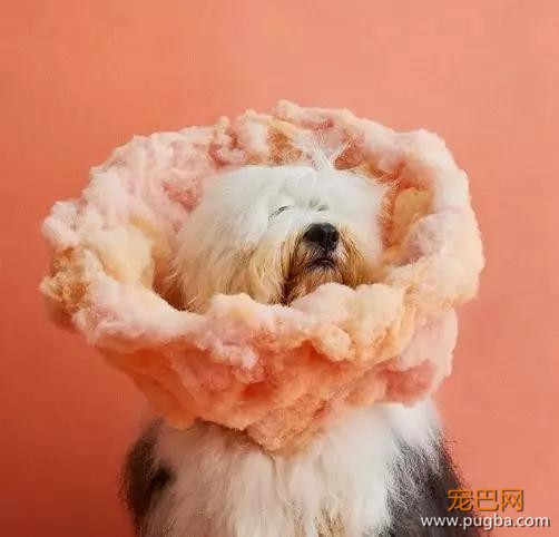 谁说生病就不能可爱，这些狗狗的病号服美出新高度！-12.jpg
