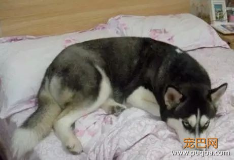 家里的狗为什么总是想上床？原因竟然是……-1.jpeg