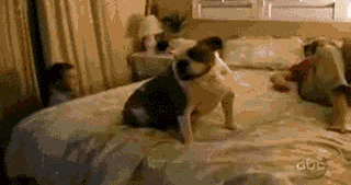 家里的狗为什么总是想上床？原因竟然是……-4.gif