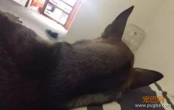 家里的狗为什么总是想上床？原因竟然是……-6.jpeg