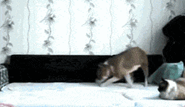 家里的狗为什么总是想上床？原因竟然是……-8.gif