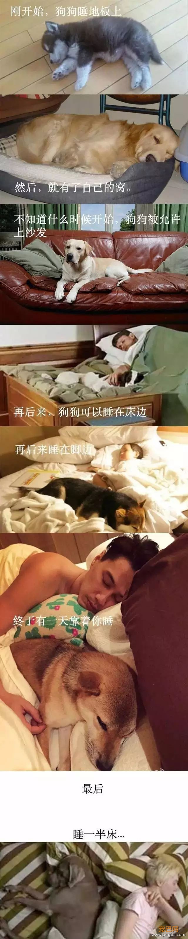 家里的狗为什么总是想上床？原因竟然是……-7.jpeg