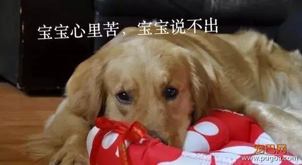 家里的狗为什么总是想上床？原因竟然是……-12.jpeg