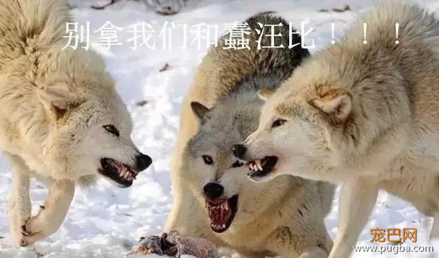 家里的狗为什么总是想上床？原因竟然是……-9.jpeg
