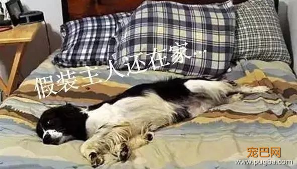 家里的狗为什么总是想上床？原因竟然是……-11.jpeg