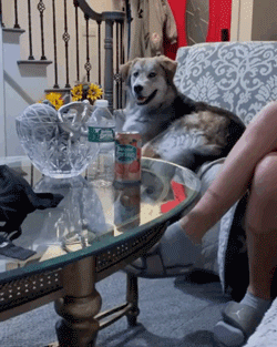 对着混血二哈竖中指，这货竟然看懂了，表情逐渐严肃...-2.gif