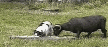 【晚间一乐】好狗不和羊斗…………-1.gif