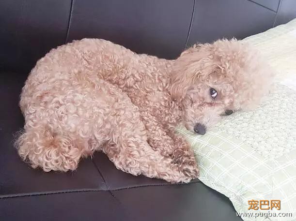 泰迪的智商到底有多高？网友：几乎是无障碍交流！-2.jpg