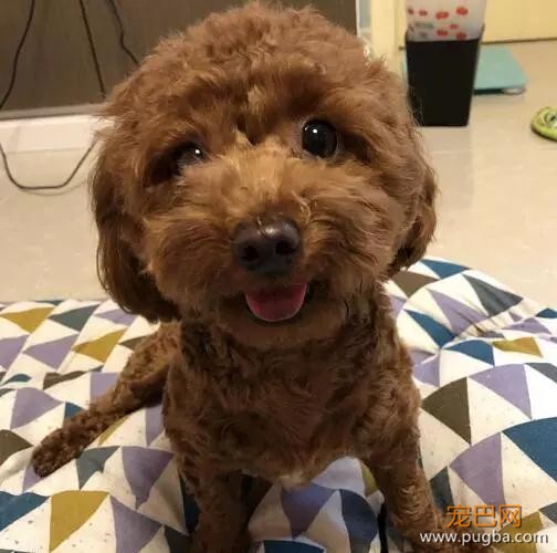 泰迪的智商到底有多高？网友：几乎是无障碍交流！-6.jpg