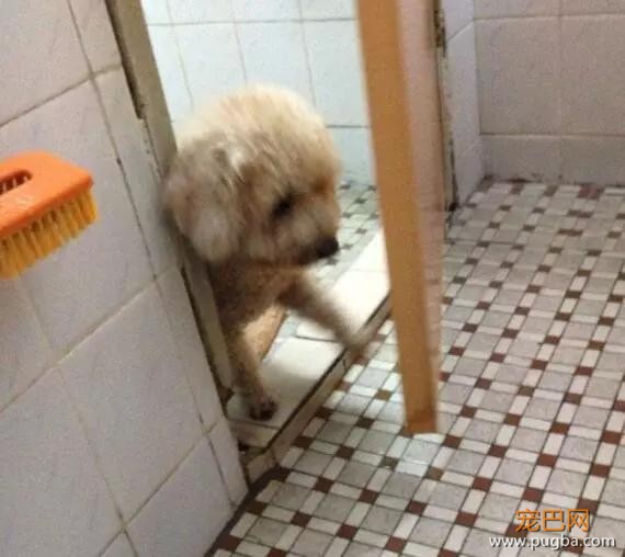 泰迪的智商到底有多高？网友：几乎是无障碍交流！-8.jpg