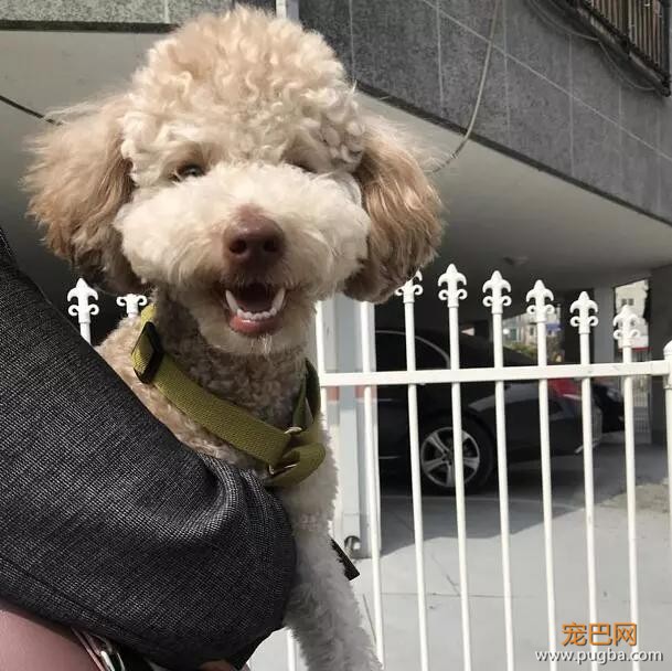 泰迪的智商到底有多高？网友：几乎是无障碍交流！-11.jpg