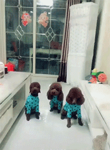 泰迪的智商到底有多高？网友：几乎是无障碍交流！-12.gif
