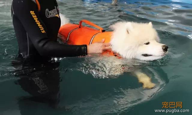 酷夏带狗游泳、戏水务必要知道的事-6.jpeg