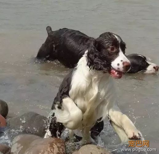 酷夏带狗游泳、戏水务必要知道的事-1.jpeg