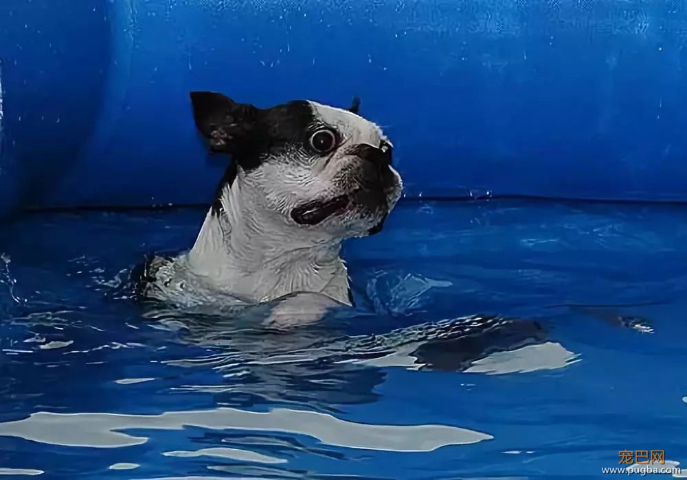 酷夏带狗游泳、戏水务必要知道的事-7.jpeg