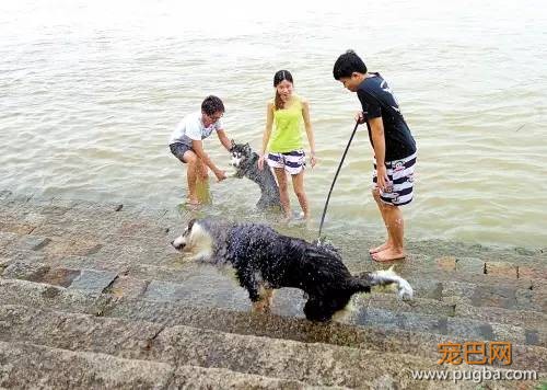 酷夏带狗游泳、戏水务必要知道的事-3.jpeg