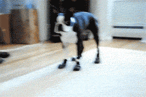 关于养狗，想问而不敢问的10个问题！-4.gif
