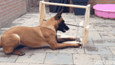 关于养狗，想问而不敢问的10个问题！-2.gif