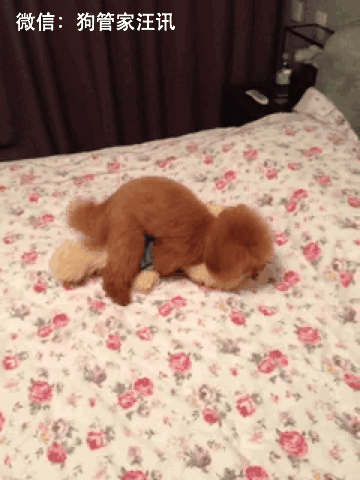 关于养狗，想问而不敢问的10个问题！-9.gif