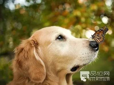 了解金毛的饲养方法 把可爱的狗狗带回家吧-4.jpeg