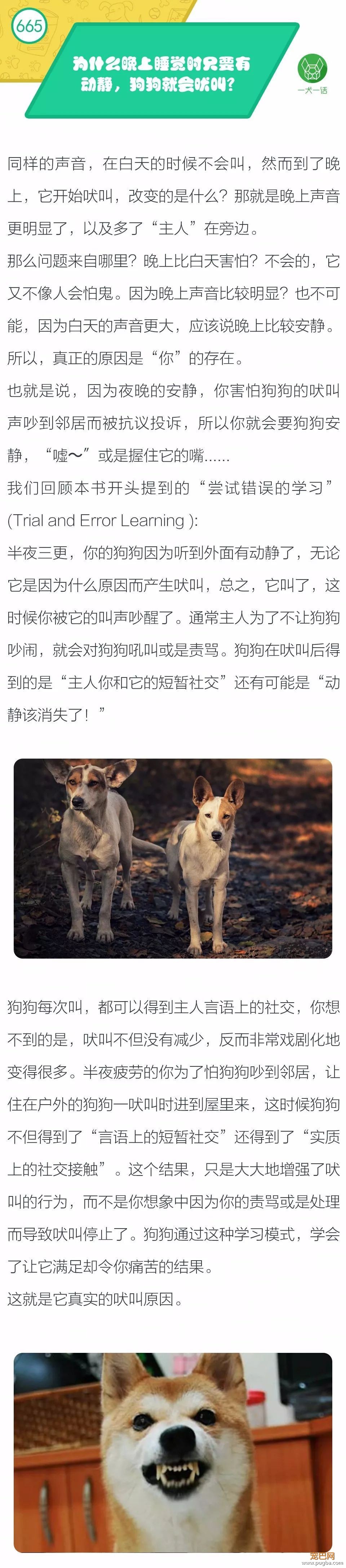 为什么晚上睡觉时只要有动静，狗狗就会吠叫？-1.jpeg
