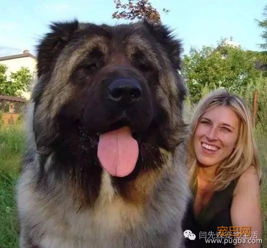 世界狗狗之最！狗狗世界记录保持着都有哪些？-1.jpeg