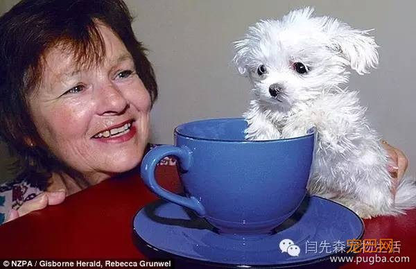 世界狗狗之最！狗狗世界记录保持着都有哪些？-4.jpeg