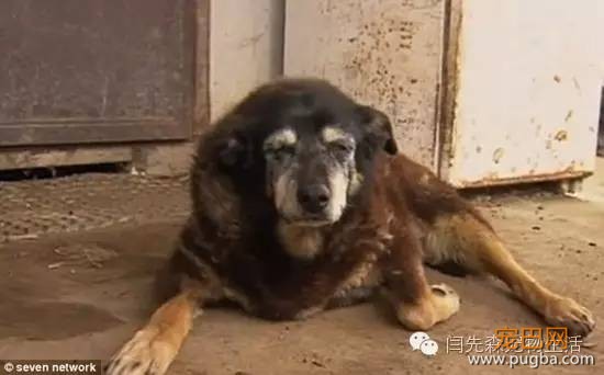 世界狗狗之最！狗狗世界记录保持着都有哪些？-5.jpeg