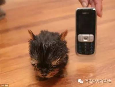 世界狗狗之最！狗狗世界记录保持着都有哪些？-3.jpeg