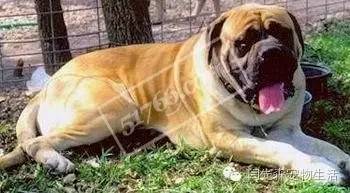 世界狗狗之最！狗狗世界记录保持着都有哪些？-2.jpeg
